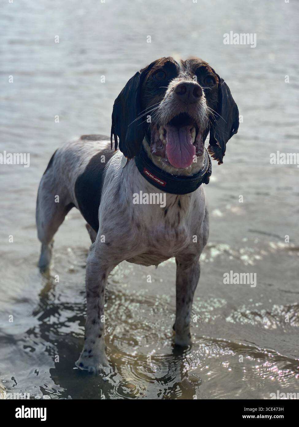 Felice cane spaniel bagnato springer in piedi nelle acque basse del mare con la bocca aperta e amorevole vita - Immagine stock catturata con smartphone