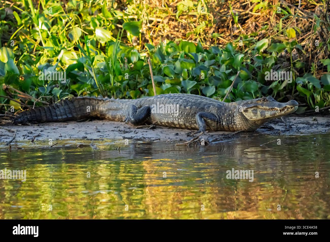 Caiman (Caiman Crocodilus) nel Pantanal del Brasile Foto Stock