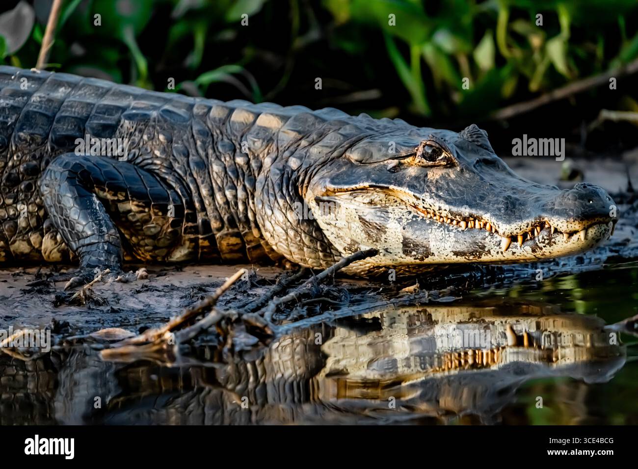 Caiman (Caiman Crocodilus) nel Pantanal del Brasile Foto Stock