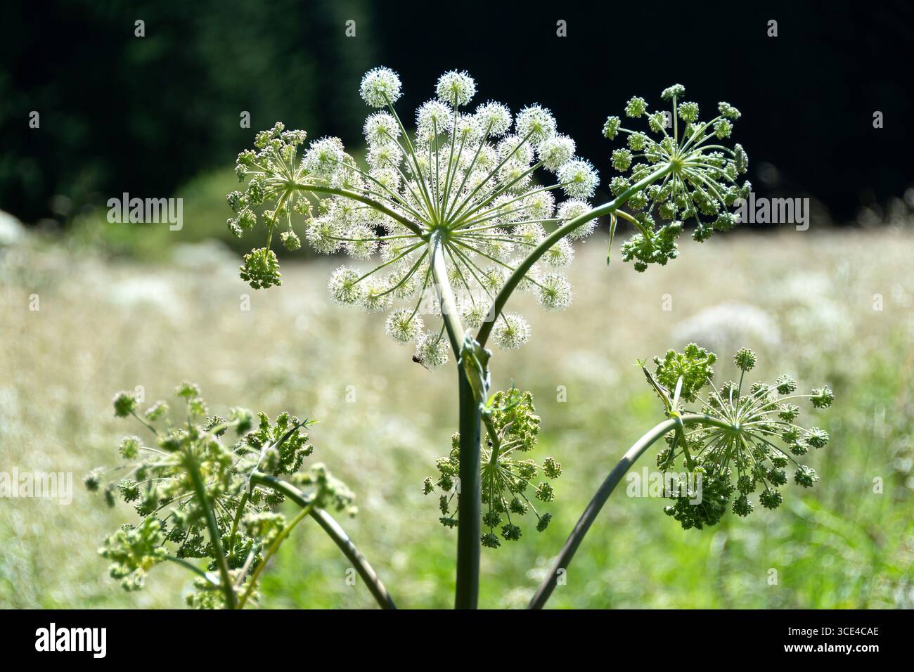 I vivaci fiori di Angelica archangelica si estendono verso il cielo in un prato tranquillo in Francia. Foto Stock