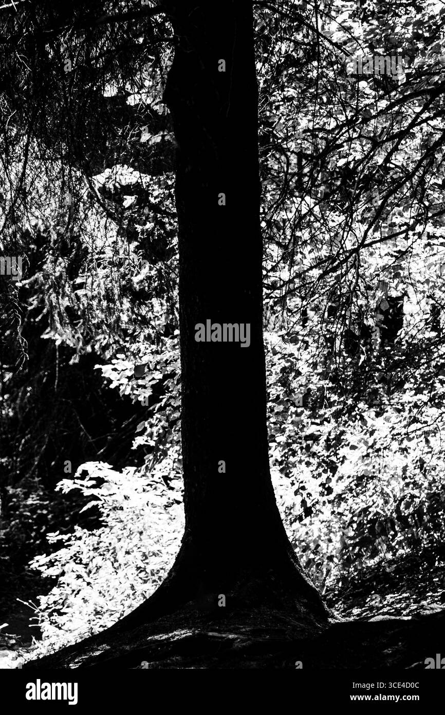 Un alto albero proietta una silhouette scura circondata da un fogliame bianco luminoso. La luce del sole filtra attraverso le foglie, creando un contrasto sorprendente nel legno Foto Stock