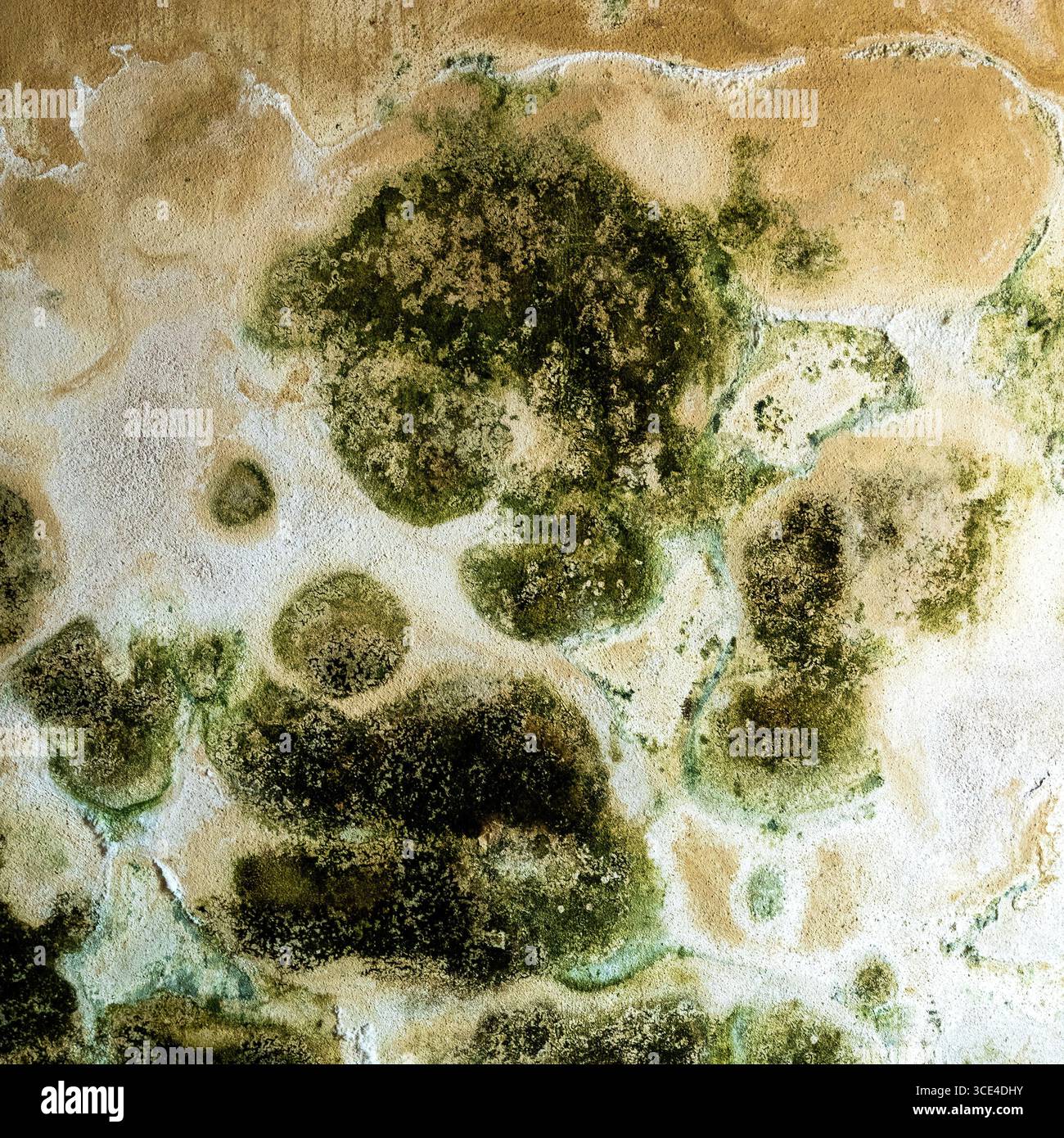 Un motivo intricato caratterizzato da varie sfumature di verde e di terra suggerisce un paesaggio naturale. Le texture evocano l'essenza del muschio Foto Stock