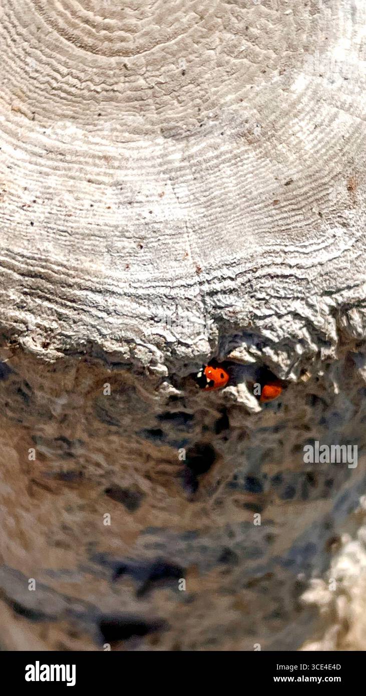 Due coccinelle siedono su un ceppo di 150 anni da un vecchio ponte sulla riva di un estuario di acqua salata. Foto Stock