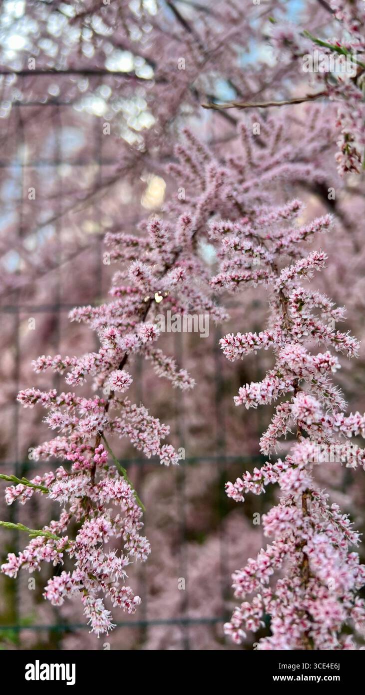 Fiori rosa Bunga, fiori tamarix. Foto Stock