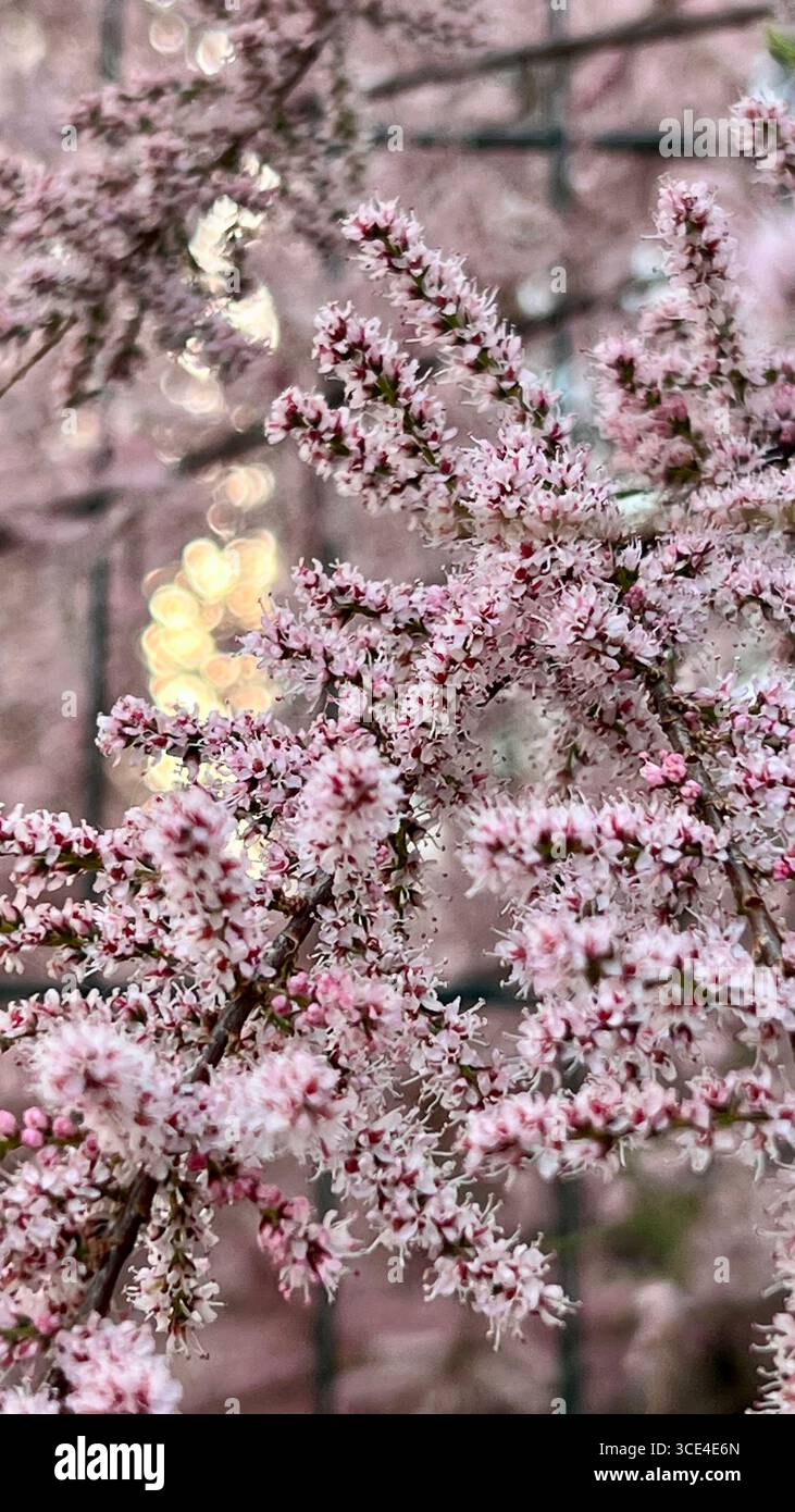 Fiori rosa Bunga, fiori tamarix. Foto Stock