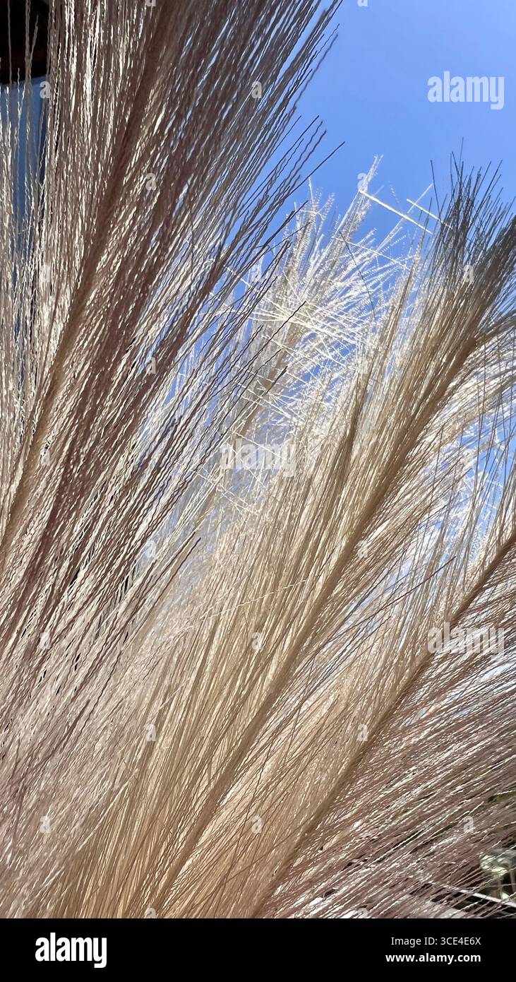 Delicato tramonto arancione attraverso l'erba di pampas, vista sulla città. Foto Stock