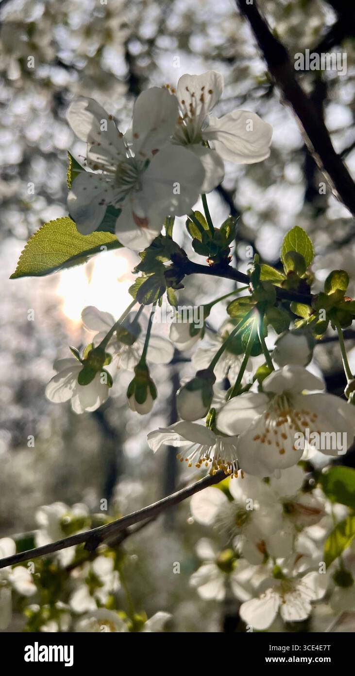 Primavera, fiori di ciliegio, fiori profumati. Foto Stock