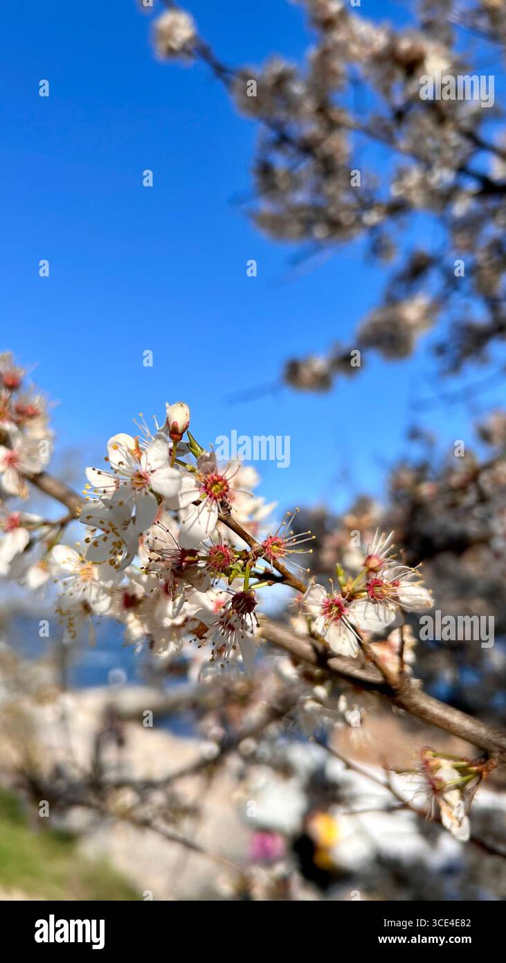 Primavera, fiori di albicocca, fiori profumati. Foto Stock