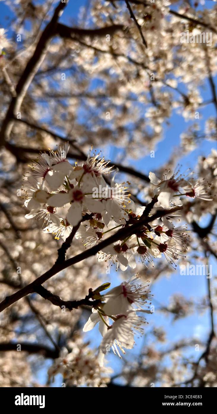 Primavera, fiori di albicocca, fiori profumati. Foto Stock