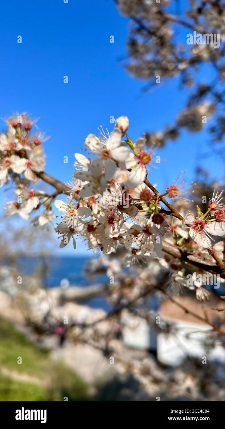 Primavera, fiori di albicocca, fiori profumati. Foto Stock