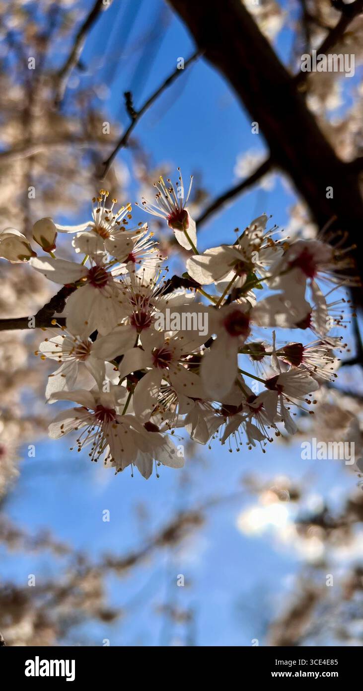 Primavera, fiori di albicocca, fiori profumati. Foto Stock