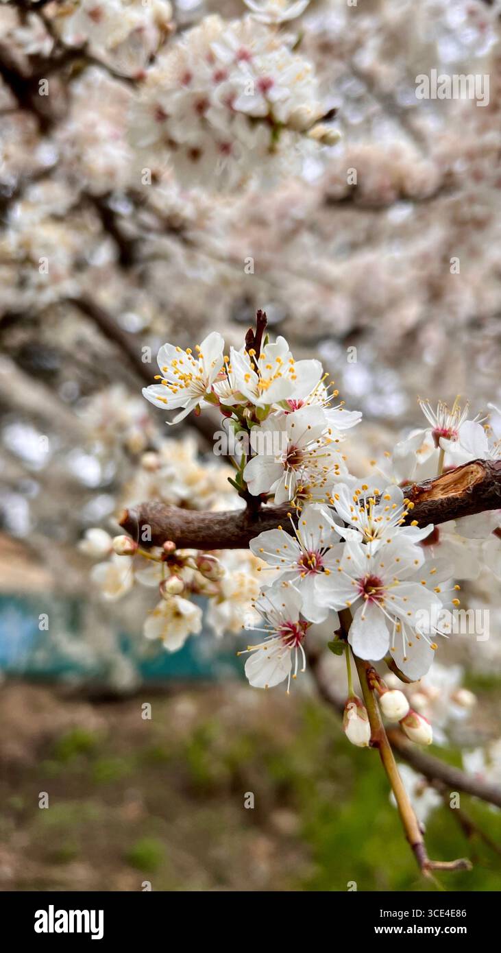 Primavera, fiori di albicocca, fiori profumati. Foto Stock