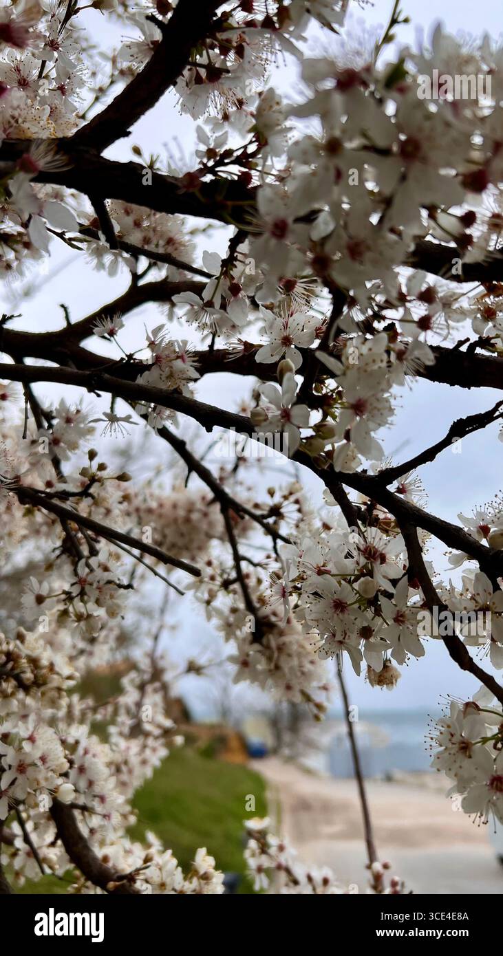 Primavera, fiori di albicocca, fiori profumati. Foto Stock