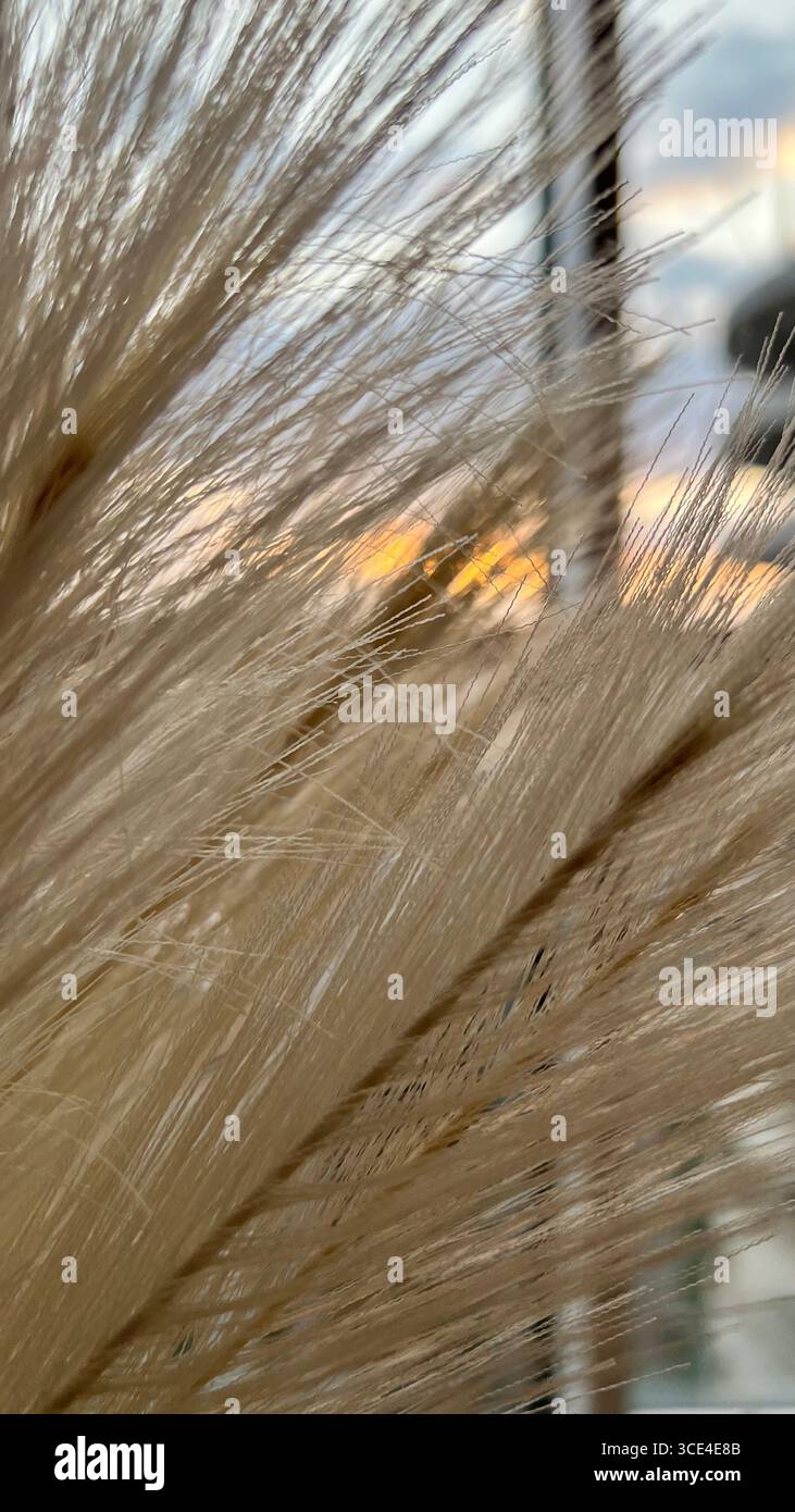 Delicato tramonto arancione attraverso l'erba di pampas, vista sulla città. Foto Stock