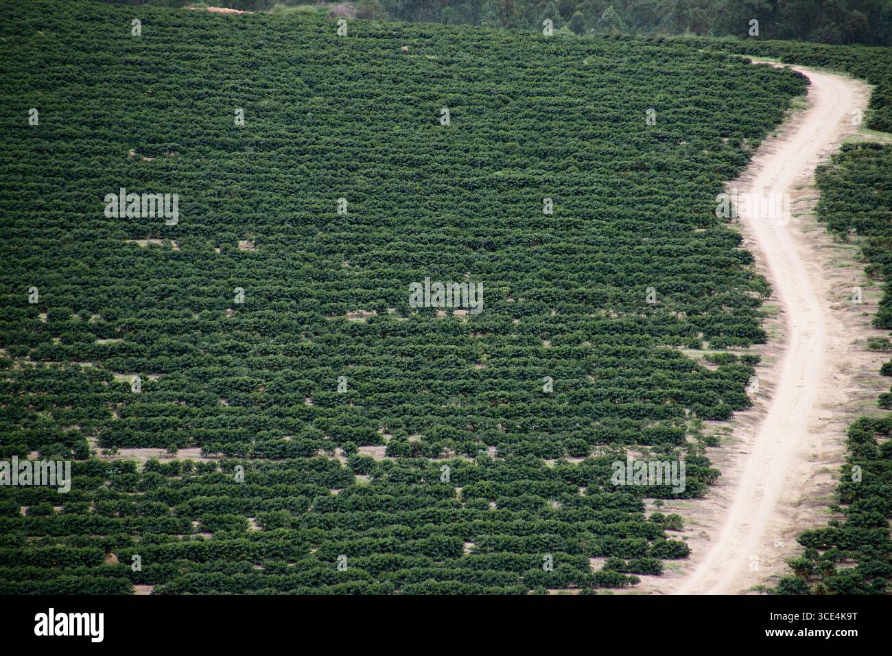 La vista dal terreno lontano rivela una vasta piantagione di caffè a Minas Gerais, con file verdi e terreni collinari, perfetti per l'agricoltura, la produzione e il Brasile Foto Stock