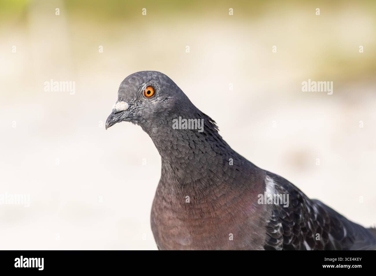 Primo piano di un piccione di roccia Foto Stock