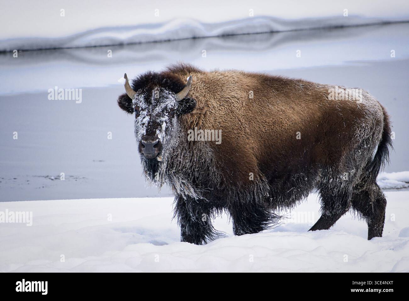 Il maestoso bisonte sorge in un paesaggio innevato da un fiume ghiacciato, che mostra la bellezza della conservazione della fauna selvatica invernale. Foto Stock