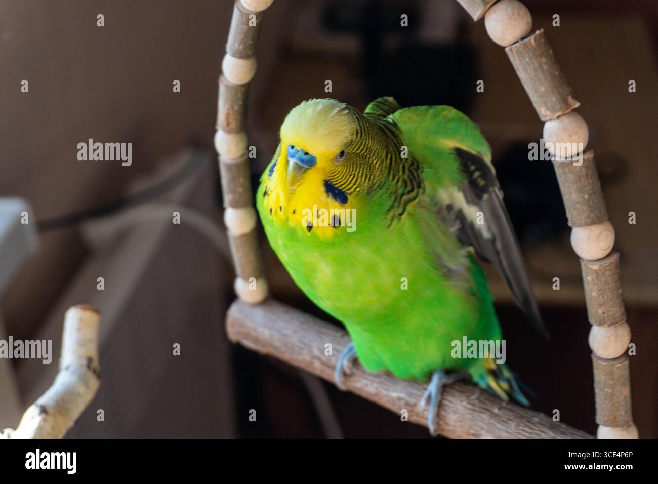 Budgie seduto su un'altalena e alzando le ali Foto Stock