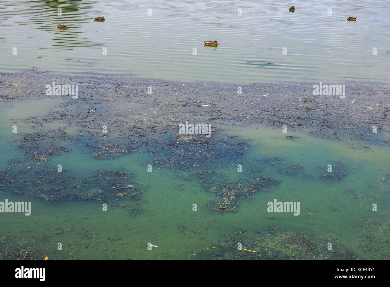 Lurgan Park, Lurgan, Contea di Armagh, Irlanda del Nord, Regno Unito, 15 agosto 2025. Meteo nel Regno Unito: Un pomeriggio caldo e soleggiato nel Lurgan Park con temperature a metà degli anni venti. Il caldo clima estivo ha visto di nuovo un focolaio di alghe blu-verde - blu-verde fioritura di alghe - sul lago del parco. Crediti: CAZIMB/Alamy Live News. Foto Stock