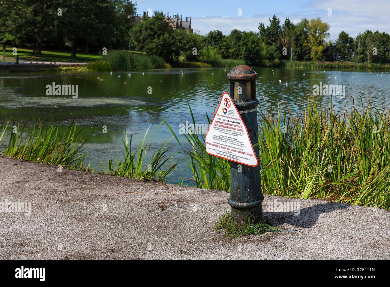 Lurgan Park, Lurgan, Contea di Armagh, Irlanda del Nord, Regno Unito, 15 agosto 2025. Meteo nel Regno Unito: Un pomeriggio caldo e soleggiato nel Lurgan Park con temperature a metà degli anni venti. Il caldo clima estivo ha visto di nuovo un focolaio di alghe blu-verde - blu-verde fioritura di alghe - sul lago del parco. Crediti: CAZIMB/Alamy Live News. Foto Stock