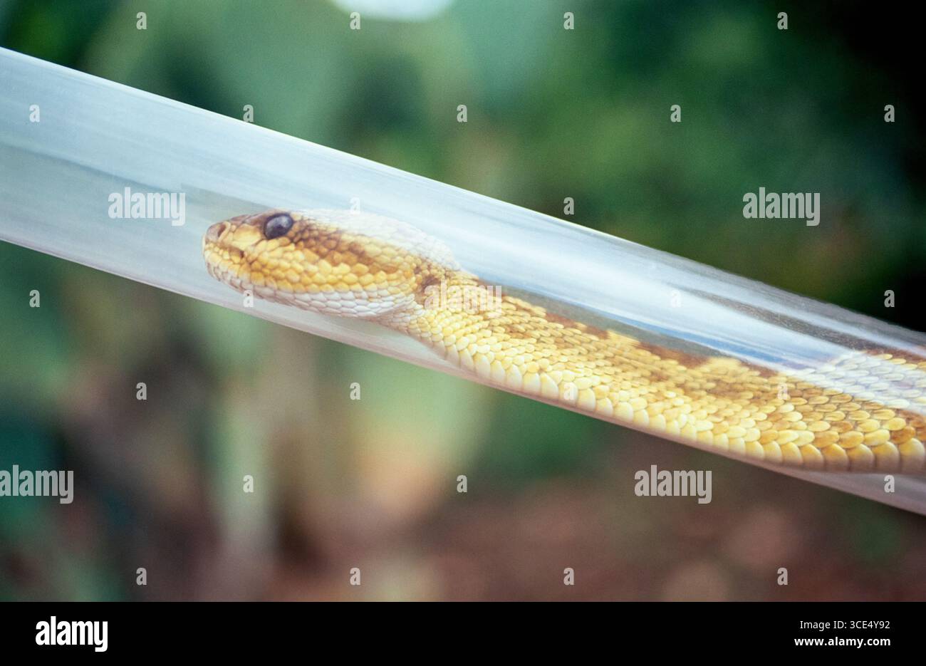 Il serpente a sonagli dalla coda nera (Crotalus molossus) è una specie velenosa di vipera che si trova nel sud-ovest degli Stati Uniti e in Messico Foto Stock