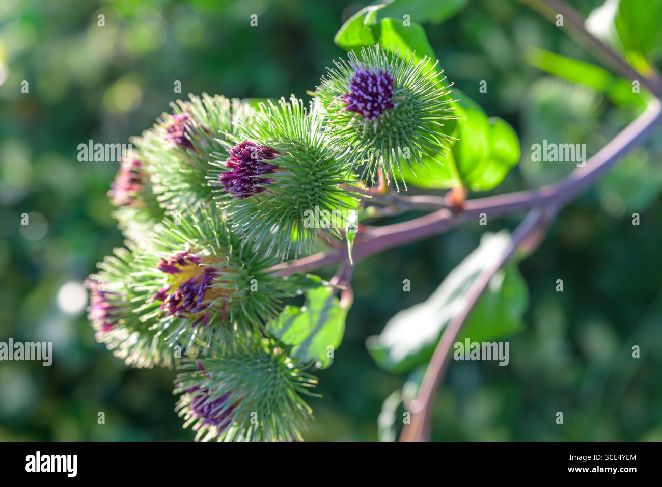 Primo piano di teste di fiori comuni (Arctium minus) con bract verdi spinose e fiori viola emergenti. Foto Stock