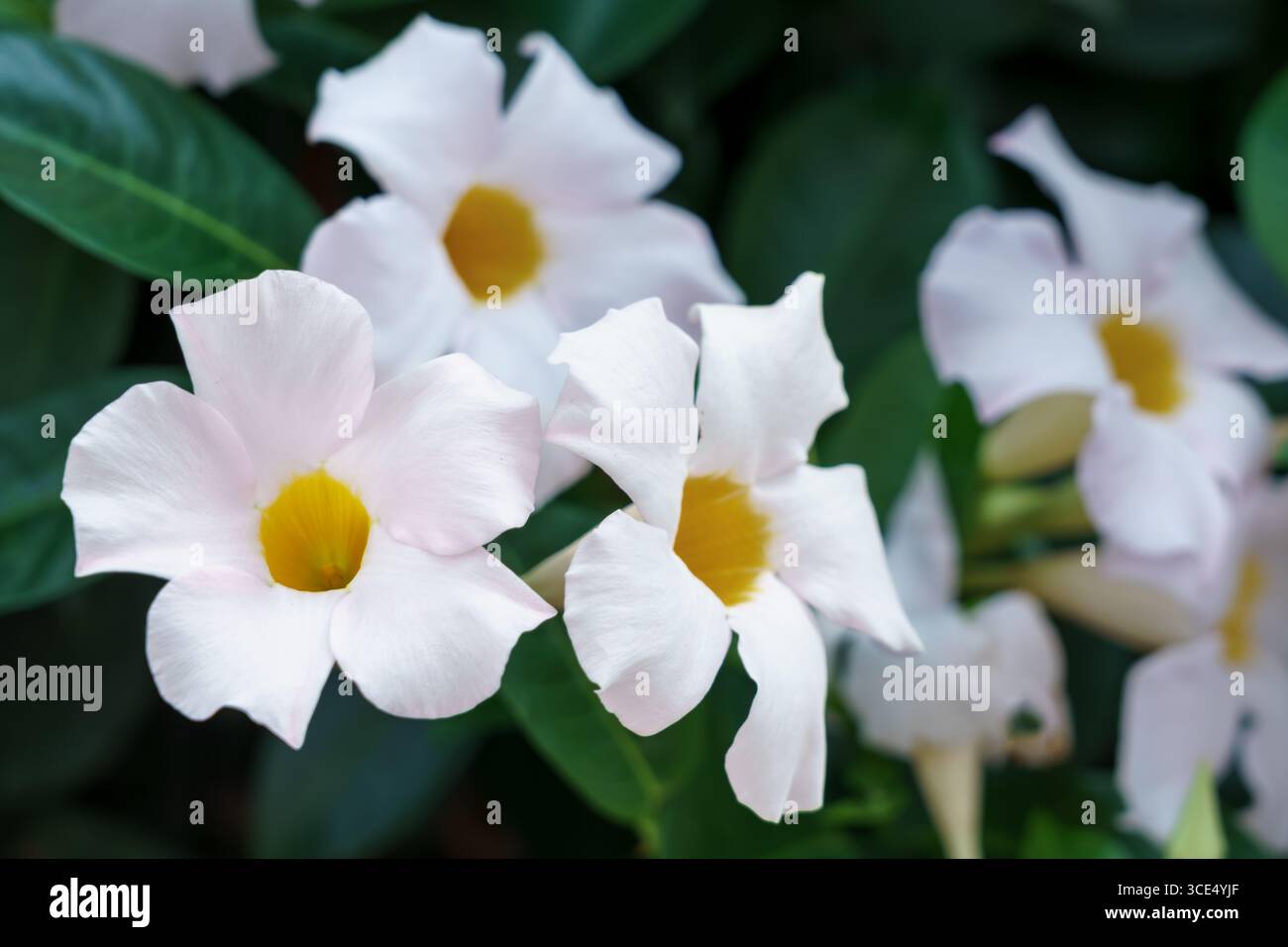Fiori rosa chiaro di Mandevilla (Mandevilla sp.) con centri gialli contro fogliame verde scuro. Foto Stock