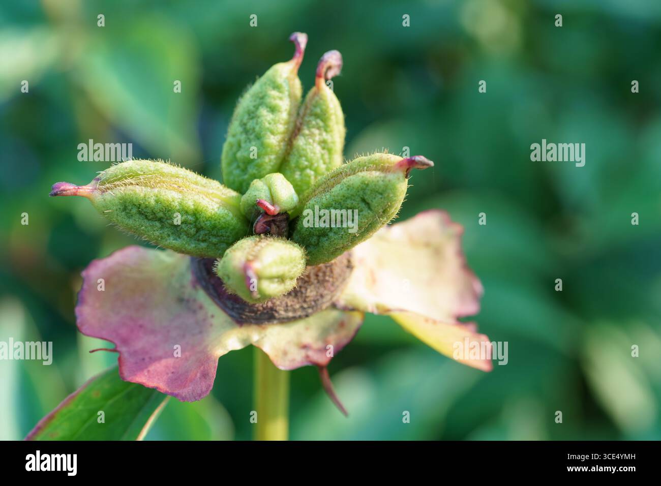Primo piano di un baccello di semi verdi di una peonia (Paeonia sp.) con una consistenza leggermente sfocata e punte rossastre. Foto Stock