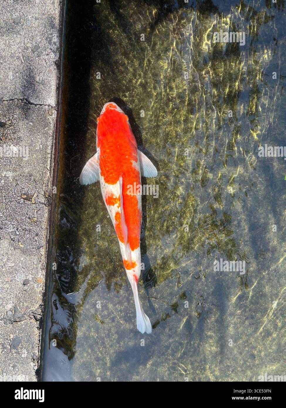 Vista dall'alto di un pesce koi rosso e bianco che nuota in un laghetto limpido accanto a un bordo di cemento. Foto Stock