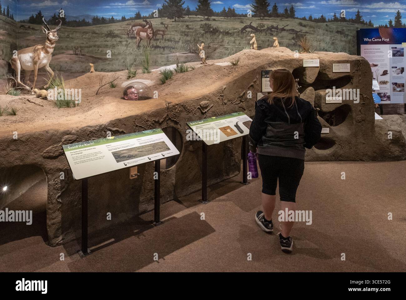 Mostre didattiche e visualizza all'interno del Parco Nazionale di Bryce Canyon Visitor Center, Garfield County, Utah, Stati Uniti d'America Foto Stock