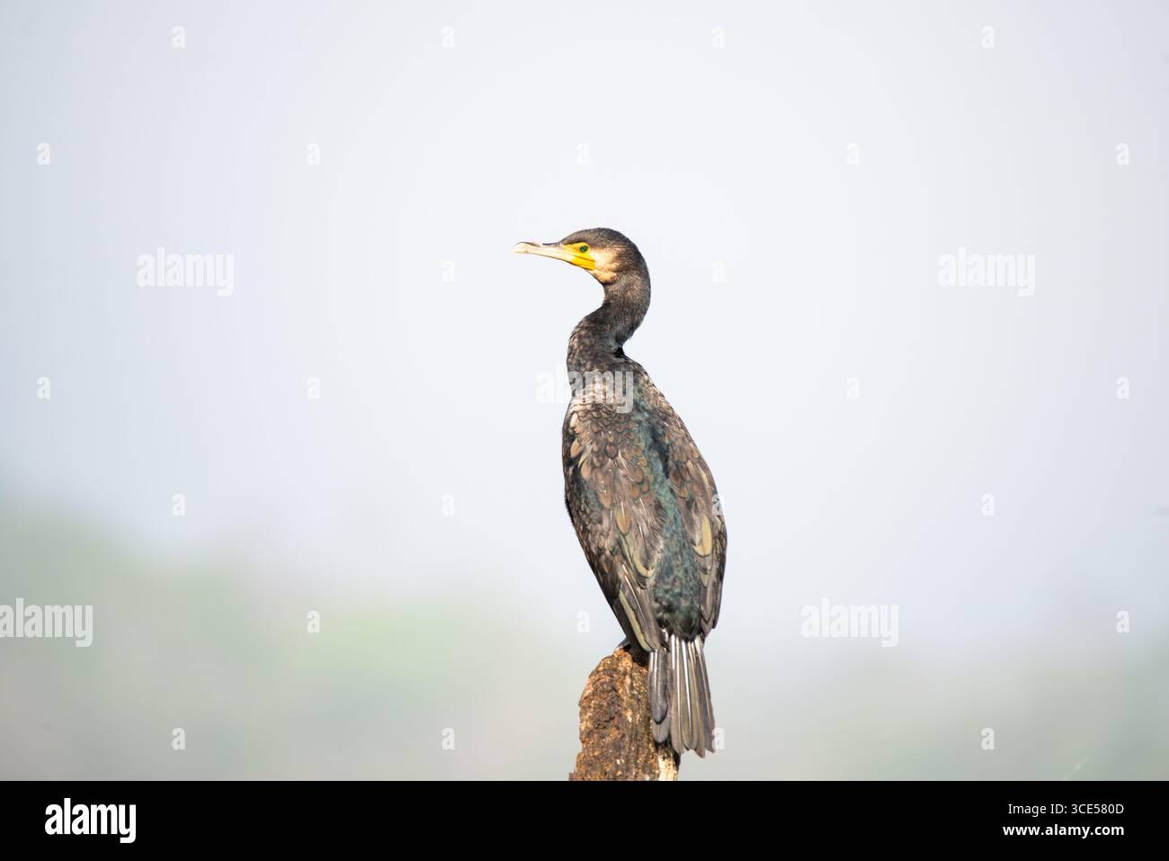 Cormorano indiano, shag o Phalacrocorax fuscicollis seduto su tronco di alberi, acque interne del subcontinente indiano, flora e fauna selvatiche di mangrovie Foto Stock
