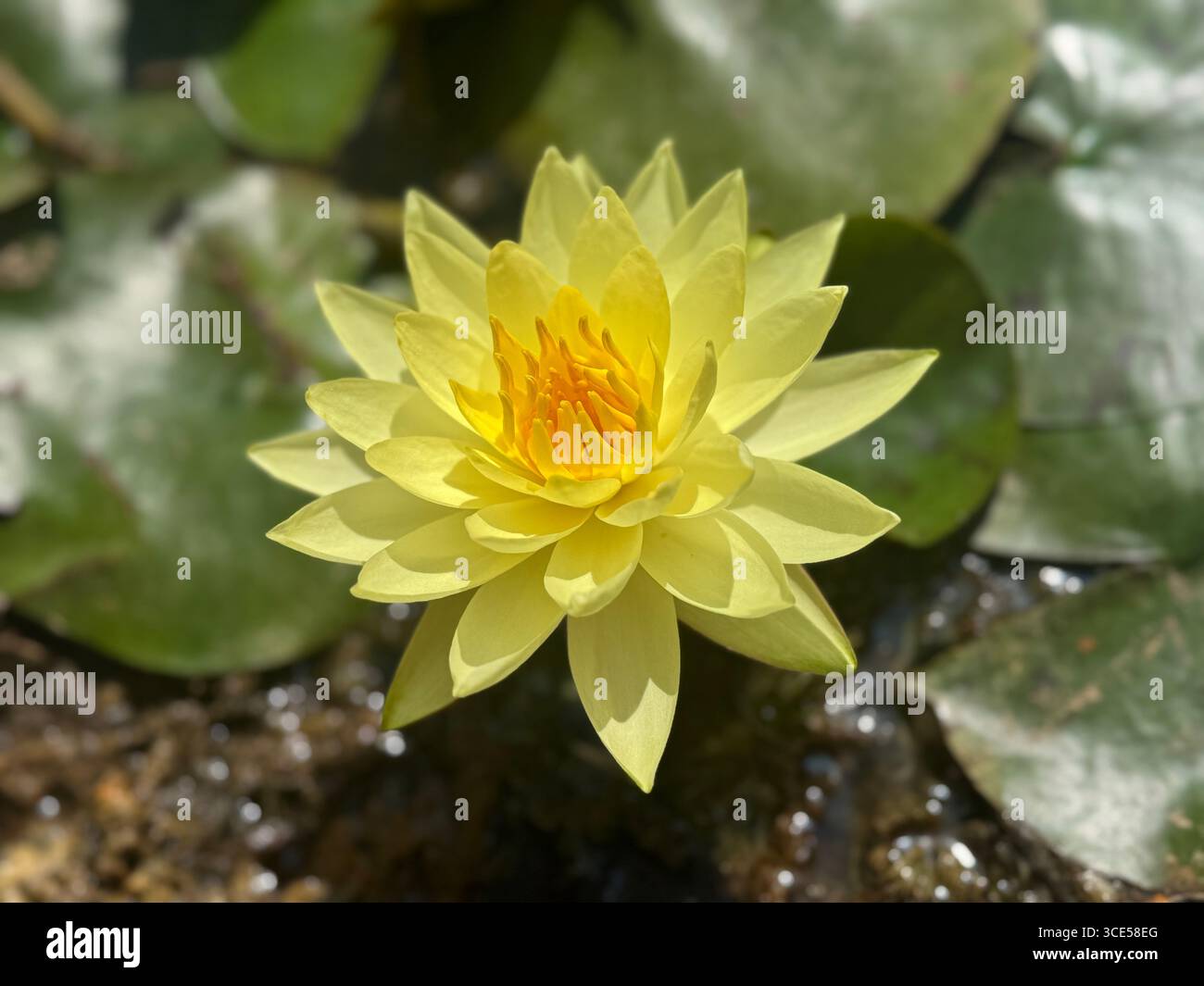 Giglio giallo Joey Tomocik Foto Stock