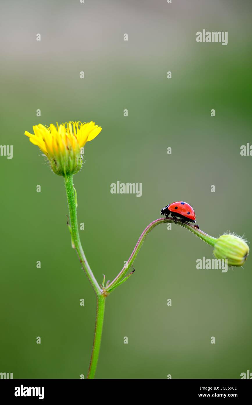 Fiore giallo e coccinella Foto Stock
