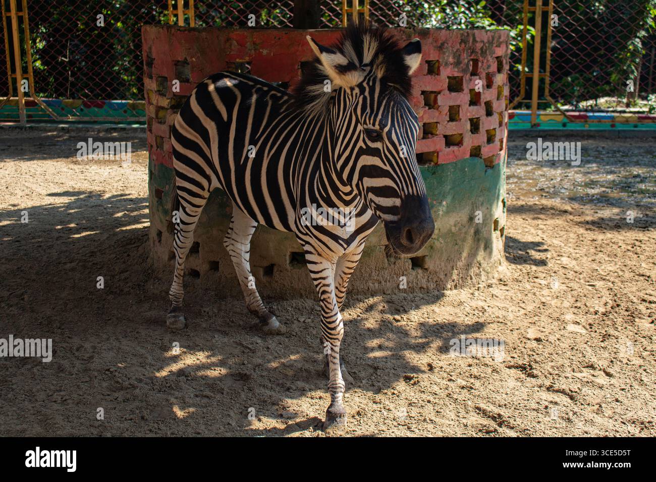 Vista ravvicinata della zebra africana con splendide strisce allo zoo di Chittagong in Bangladesh Foto Stock