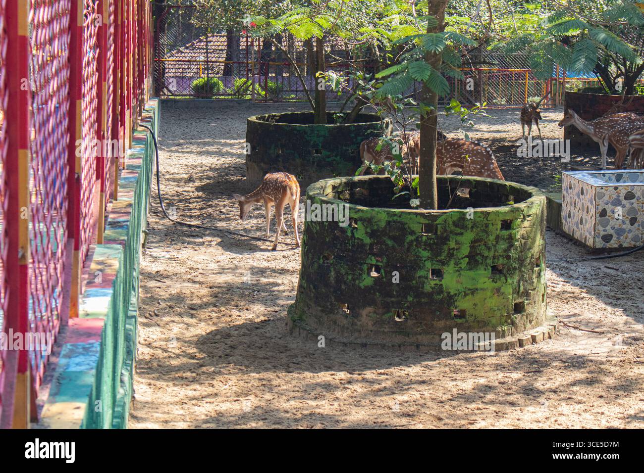 Eleganti cervi maculati che sembrano attenti e curiosi in un'area sabbiosa sicura allo zoo di Chittagong Foto Stock