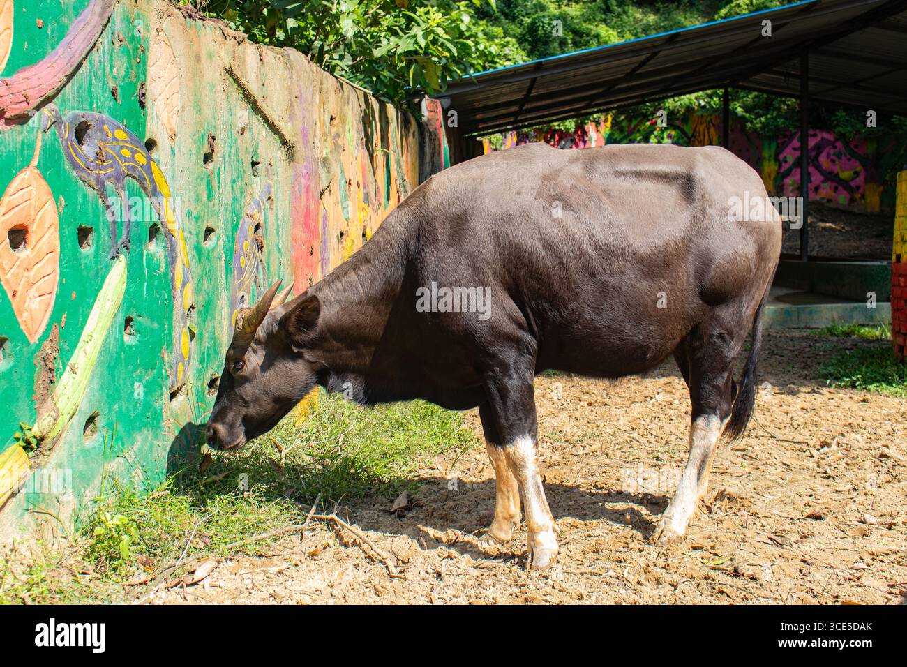 Grande gaur nero in piedi e pascolando tranquillamente allo zoo di Chittagong in Bangladesh Foto Stock