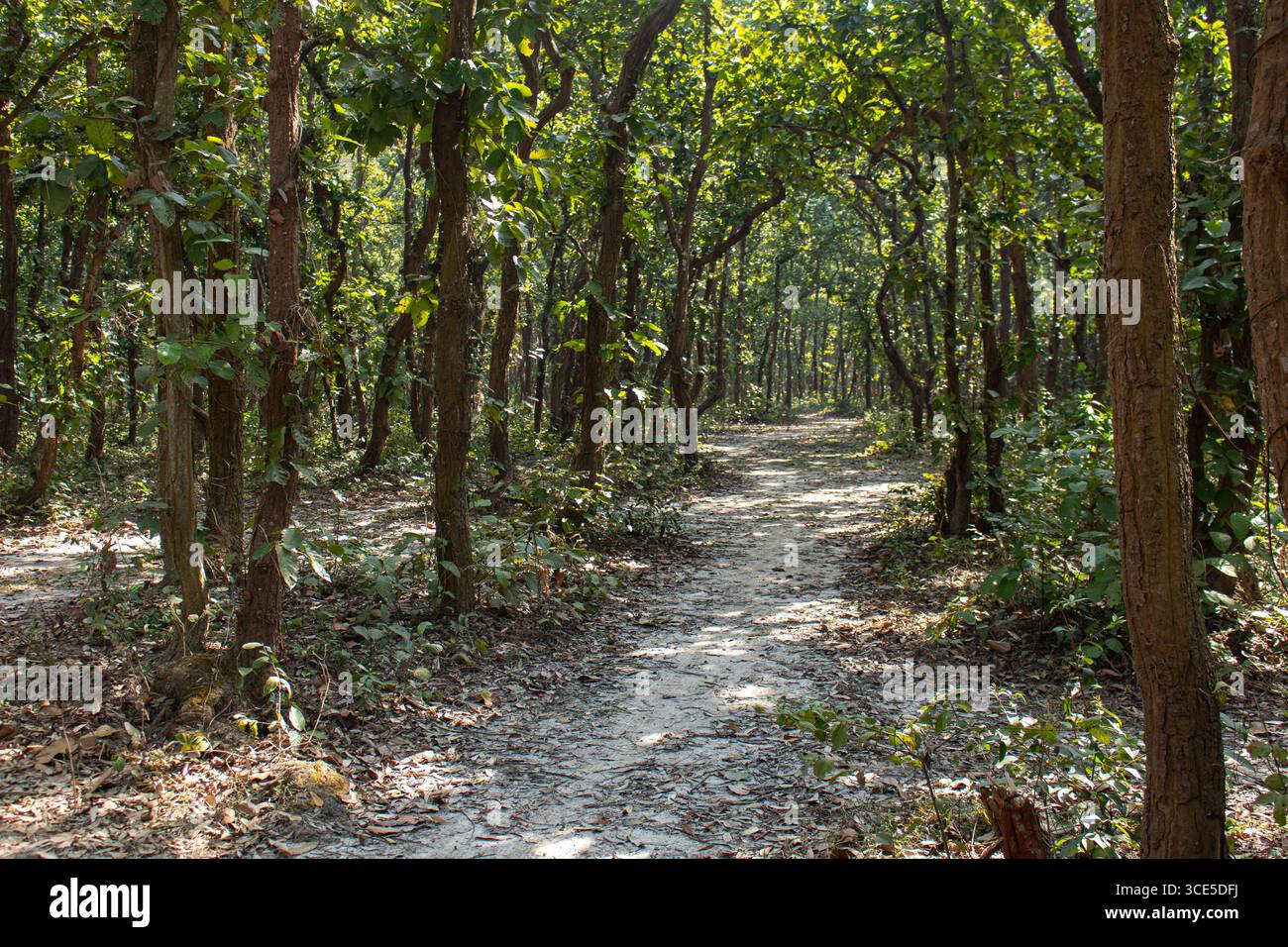 Tranquillo paesaggio naturale con strada forestale al Parco Nazionale di Bhawal, Bangladesh Foto Stock