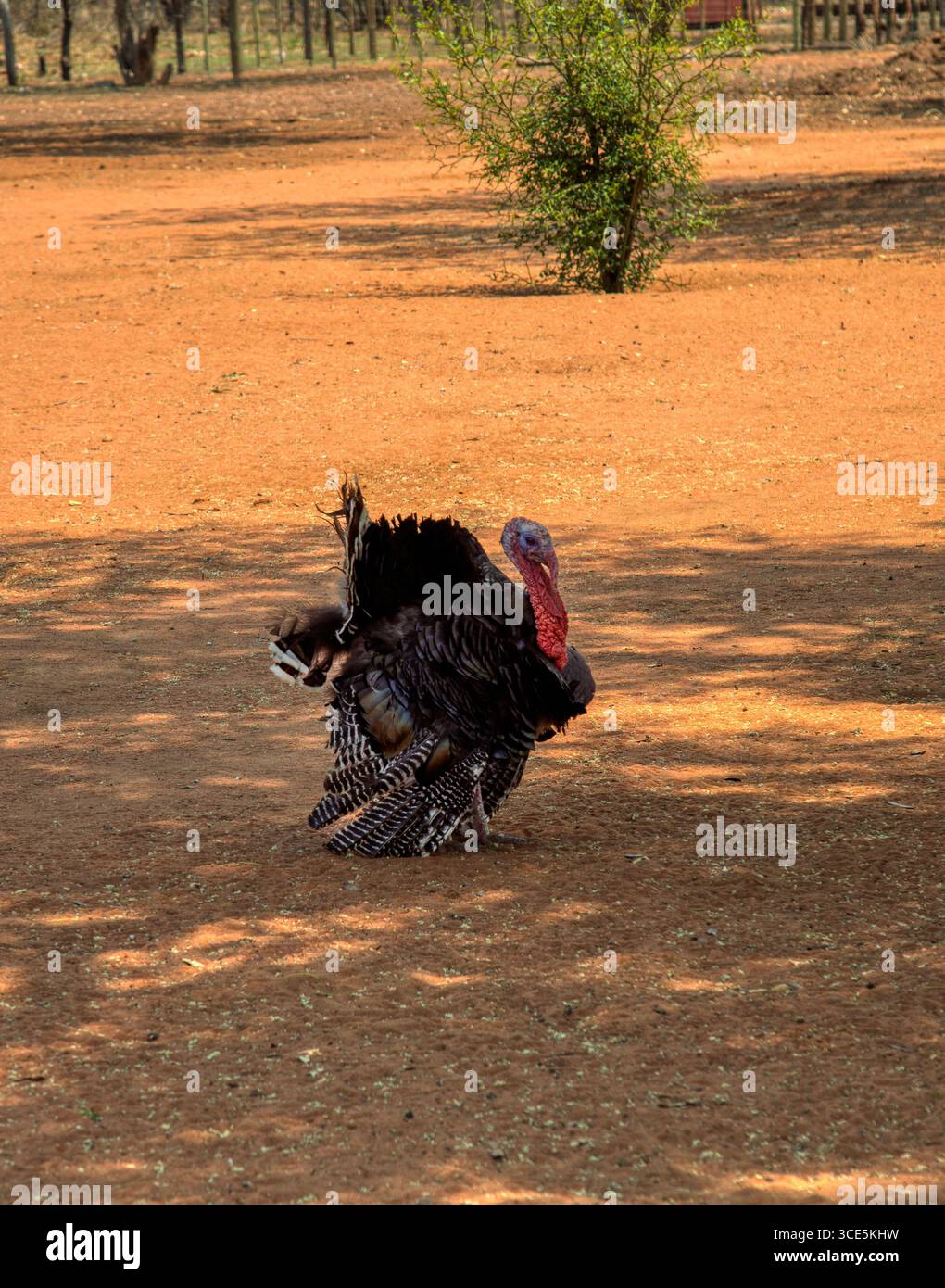 animali da allevamento di tacchino, nel terreno sabbioso del cortile, di giorno all'ombra Foto Stock