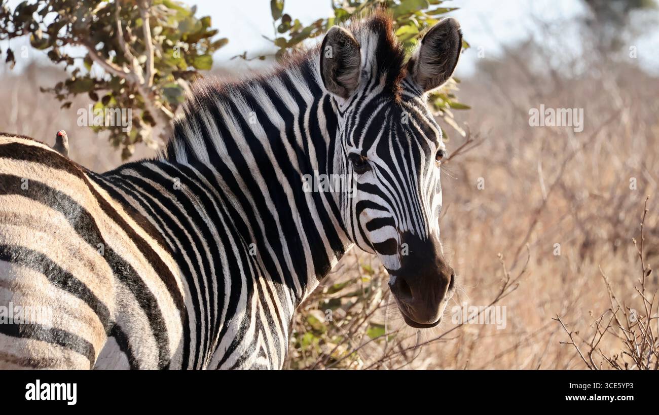 Zebra delle pianure in piedi nella natura selvaggia, guardando indietro, fotografata in Sud Africa. Foto Stock