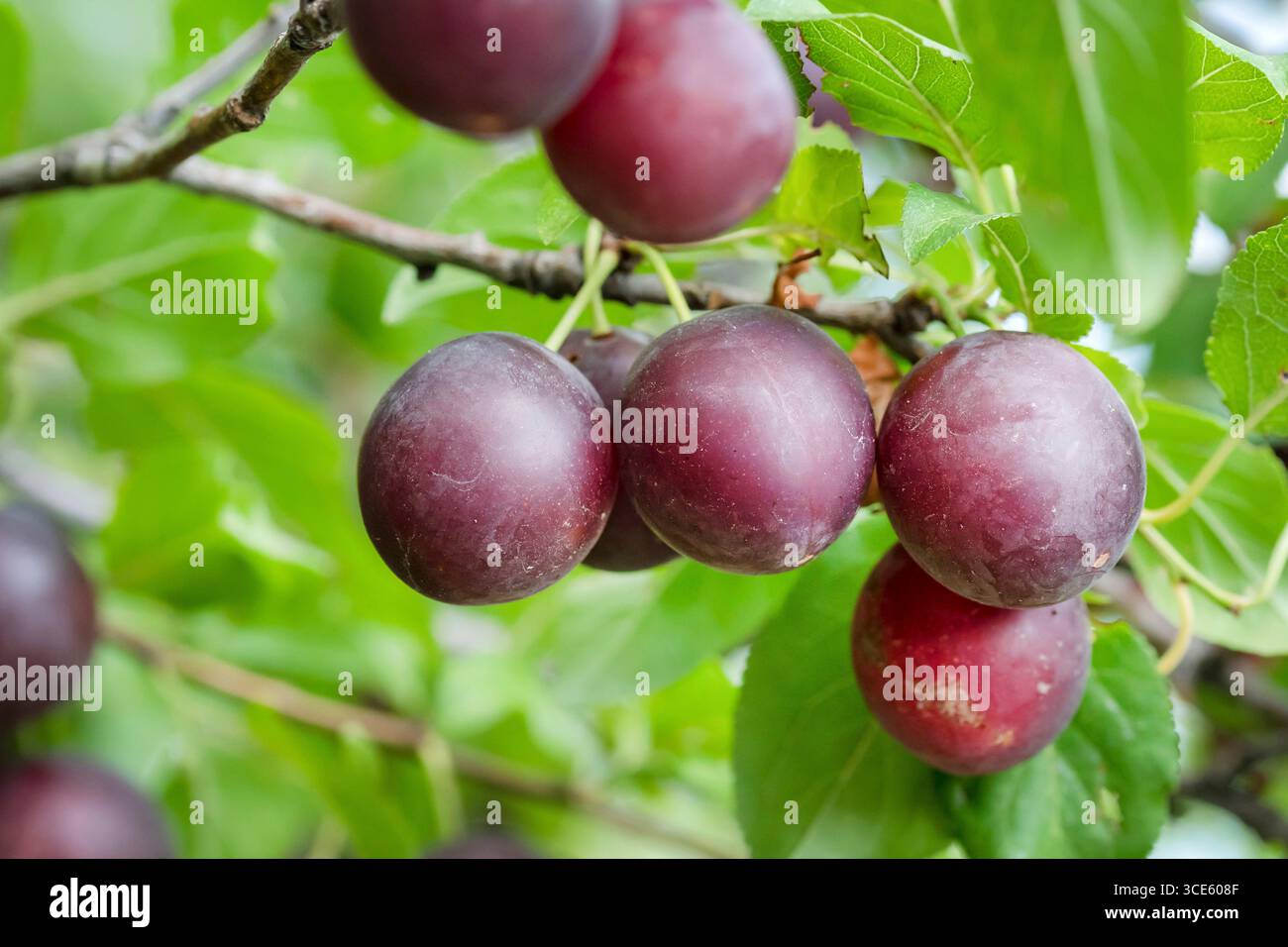 Prugna ciliegia, prugna mirobalana (Prunus cerasifera, Prunus myrobalana; Prunus korolkowii), ramo con frutti Foto Stock