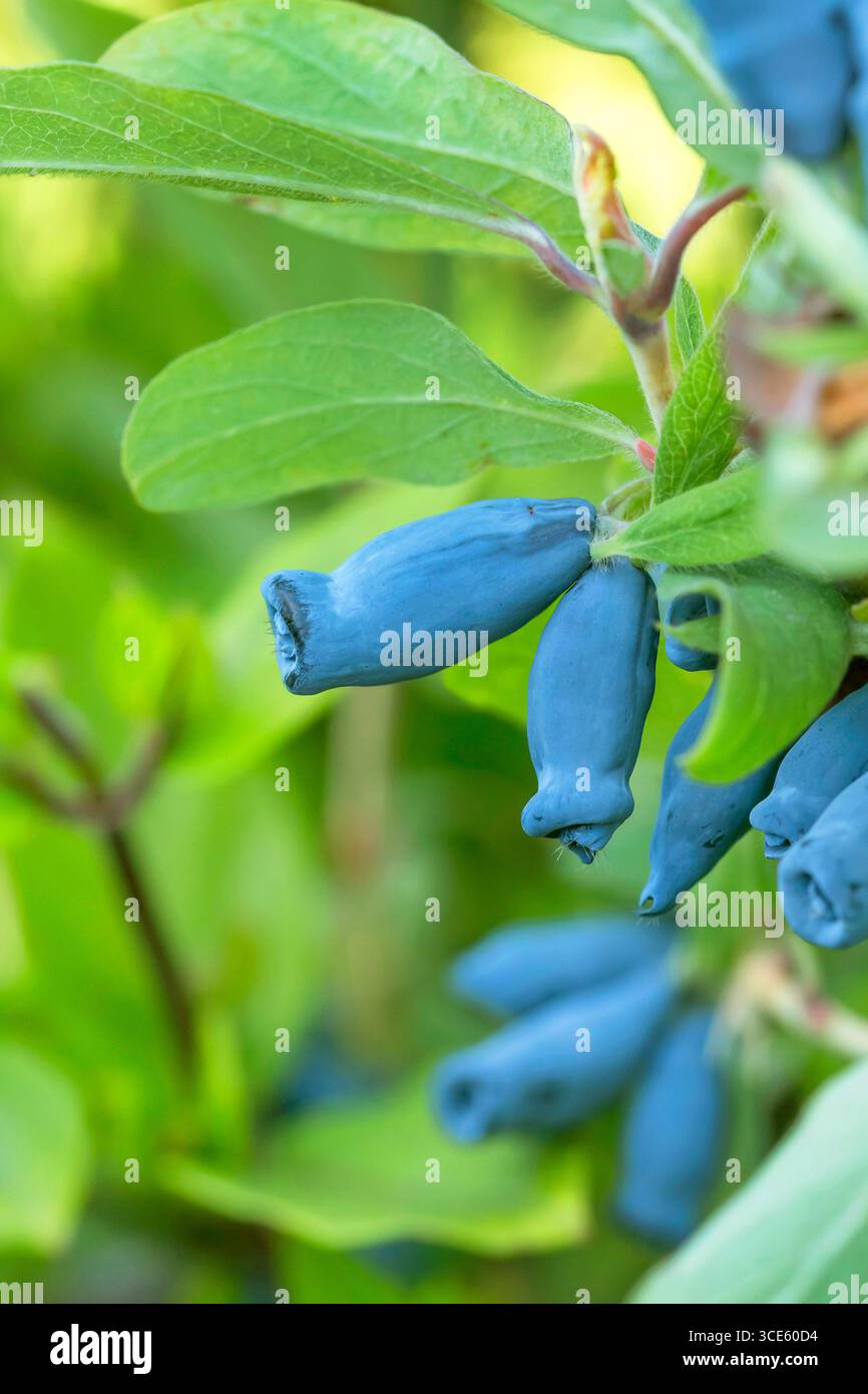 Nuvoloso a bacca blu, nuvoloso bluefly, nuvoloso a bacca dolce, nuvoloso blu (Lonicera caerulea 'marena', Lonicera caerulea Morena), berrie Foto Stock