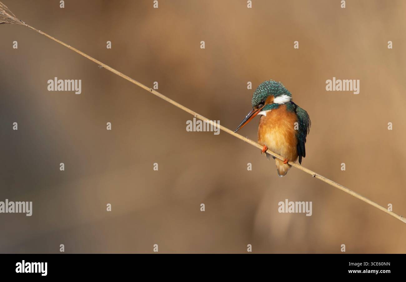 river kingfisher (Alcedo atthis ispida, Alcedo ispida), donna seduta su una sola canna, Danimarca, Nord Zelanda Foto Stock