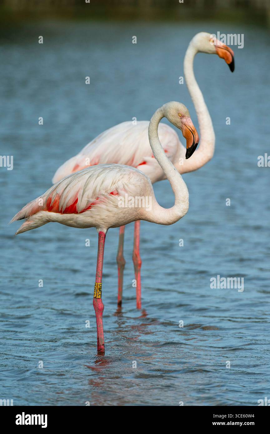 Grande fenicottero (Phoenicopterus roseus, Phoenicopterus ruber roseus), affiancato in acqua, Francia, Provenza, Camargue, Saintes Maries de l Foto Stock