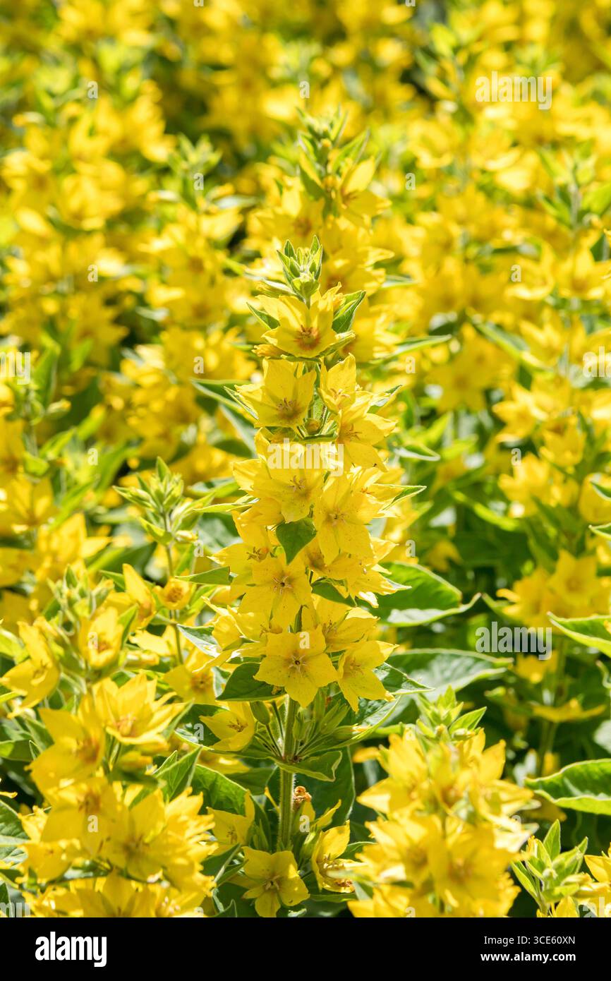 Spargipula punteggiata, grande spargipula gialla, fiore circolare, spargipula macchiata (Lysimachia punctata), fioritura, Germania Foto Stock