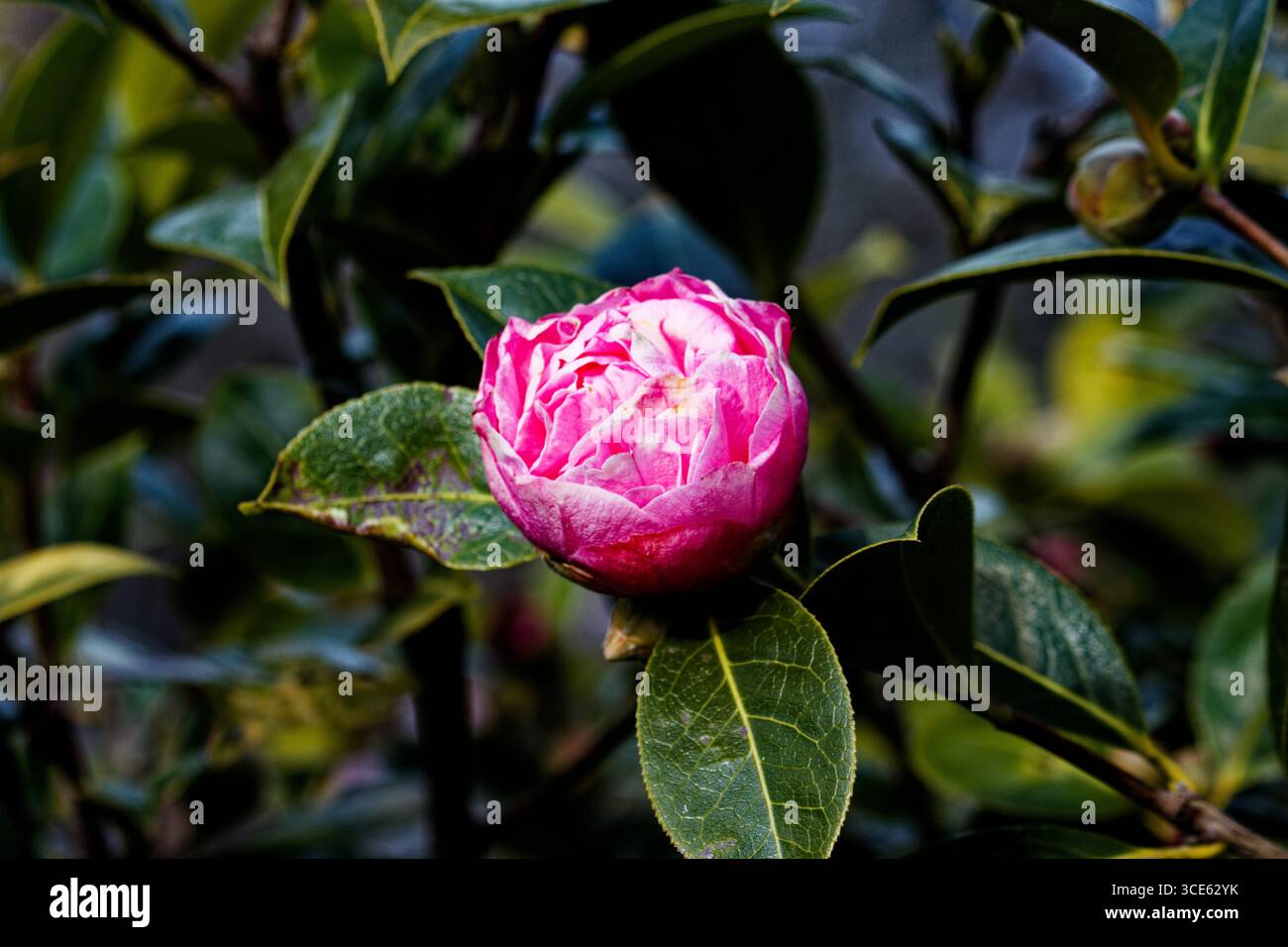 La camelia «Nonie Hayden» ha una forma di peonia che fiorisce da metà a fine stagione, coltivatore veloce. Foto Stock