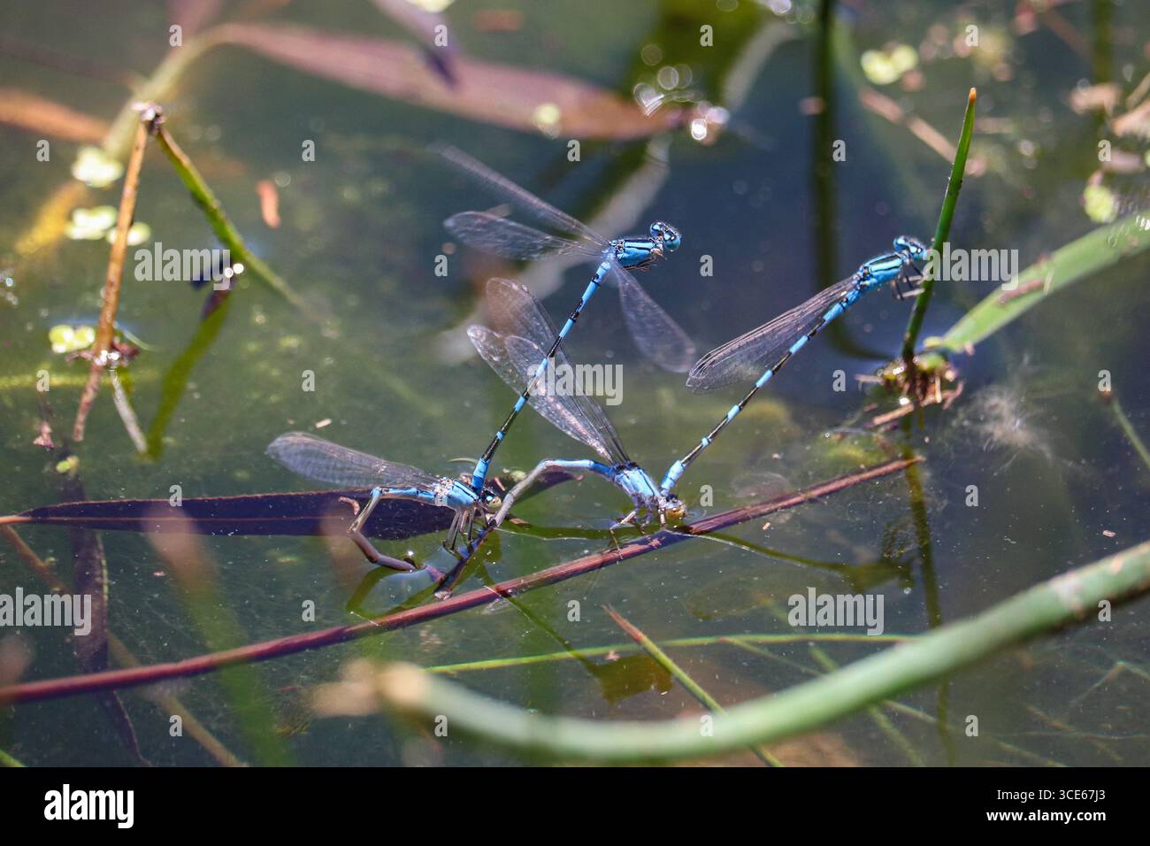 Coppie di uova di Arroyo Bluet o Enallagma praevarum deposte al Green Valley Park di Payson, Arizona. Foto Stock