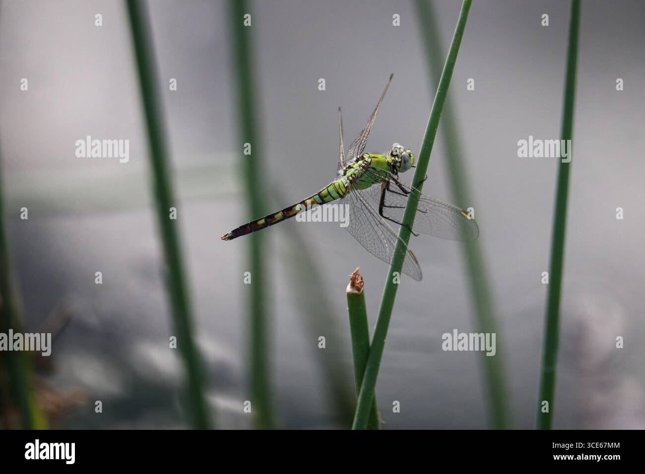 Femmina di Western Pondhawk o Erythemis collocata appollaiata su un fusto al Green Valley Park di Payson, Arizona. Foto Stock