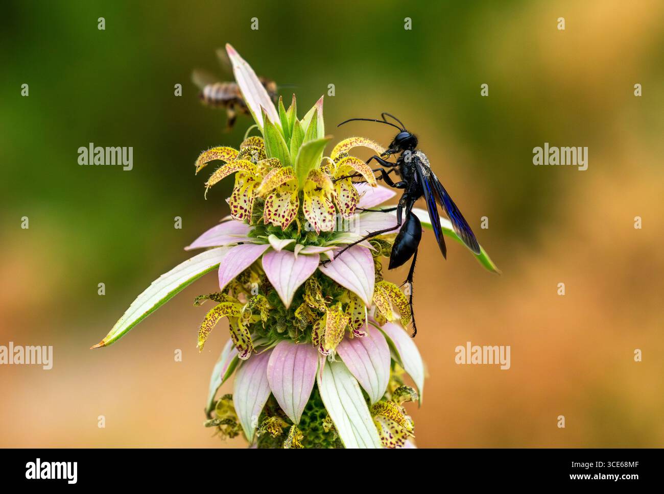 Great Black Wasp con lunghe gambe che raggiungono la cima di un fiore maculato di beebalmo (Monarda punctata) durante l'impollinazione. Vista ravvicinata con i dettagli. Foto Stock