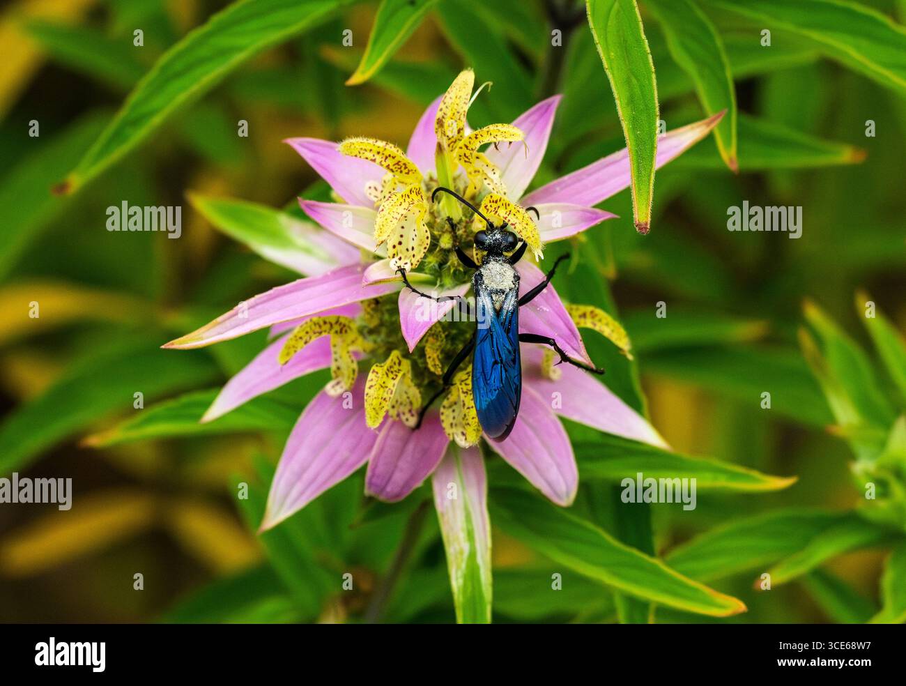 Una grande vespa nera (Sphex pensylvanicus) cosparsa di polline, che raggiunge una pianta maculata di beebalmo o orseminto dai graziosi colori rosa e giallo. Foto Stock