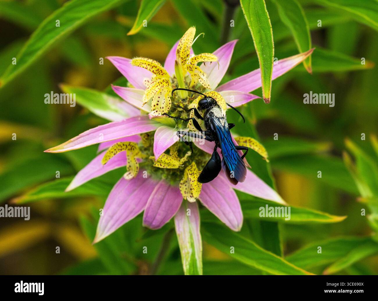 Una grande vespa nera (Sphex pensylvanicus) con dettagli del corpo, delle ali e delle gambe pieni di polline che impollinano una pianta di bebalmo maculato (Monarda punctata). Foto Stock
